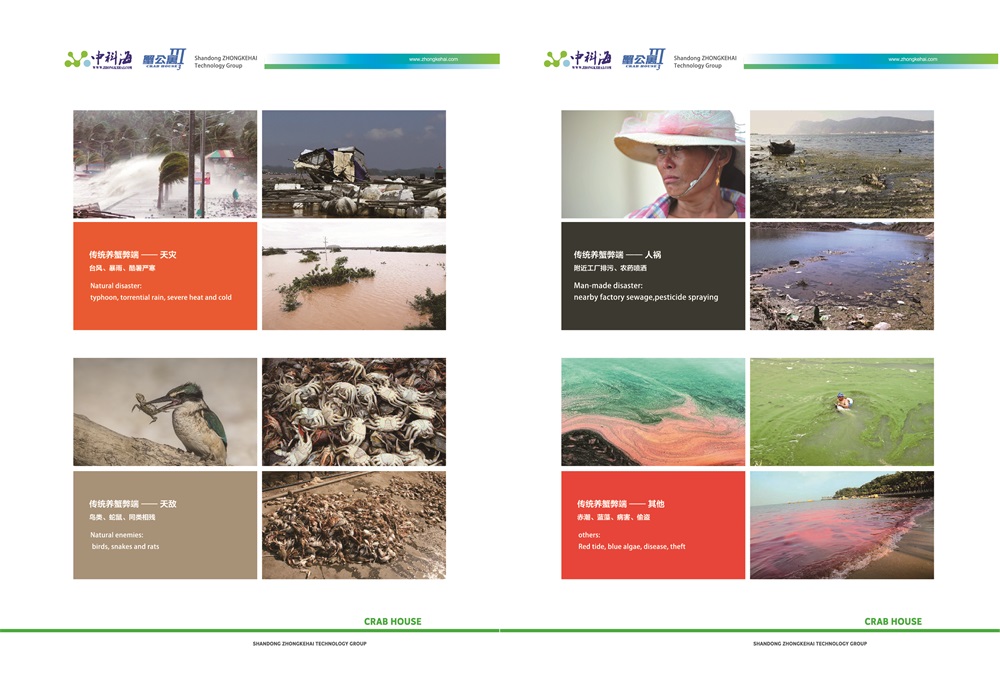 蟹公寓 14周年！---室内立体养蟹开创者！