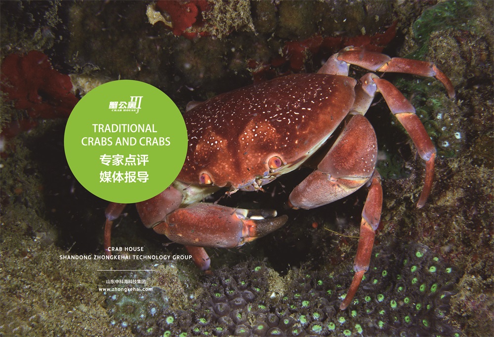 蟹公寓 14周年！---室内立体养蟹开创者！