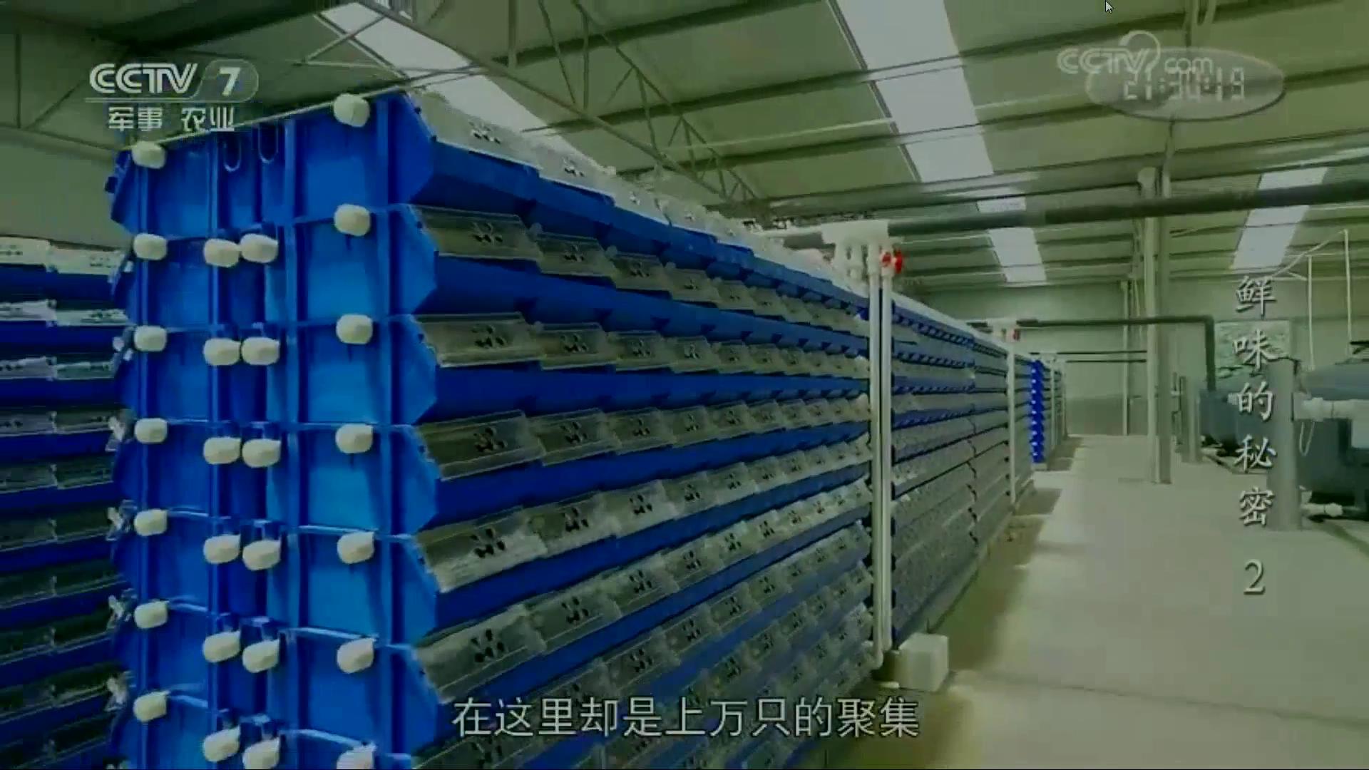 蟹公寓 14周年！---室内立体养蟹开创者！