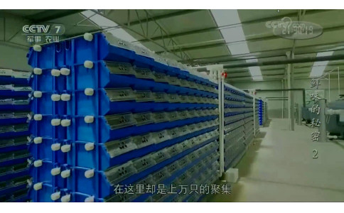 CCTV-7鲜味的秘密2--软壳蟹--蟹公寓客户陈总的故事