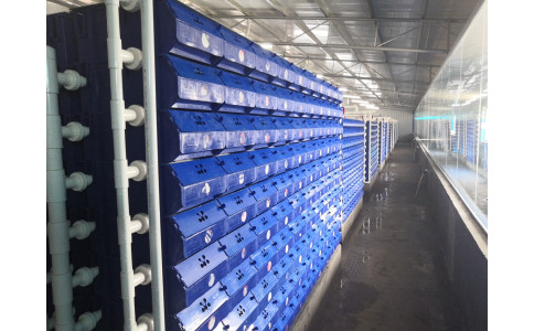 河蟹大眼幼体的生活习性