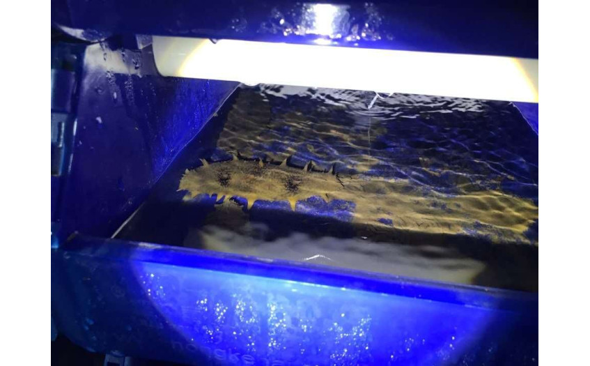 韩国 养海参客户