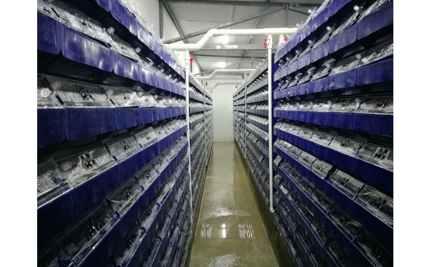 湖北 武汉 兰总